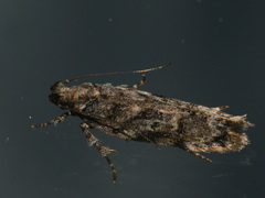 Psoricoptera gibbosella