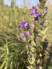 Campanula glomerata farinosa