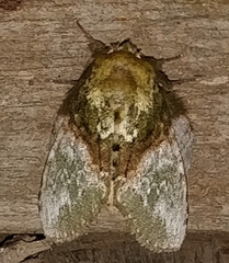 Disphragis manethusa