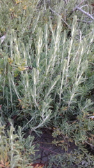 Enchylaena tomentosa