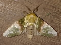 Disphragis manethusa