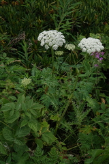 Selinum alatum