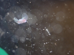 Gastropteron pacificum