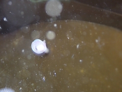 Gastropteron pacificum