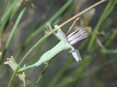Stephanomeria