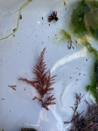 Representative image of Callithamnion tetragonum