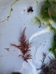 Callithamnion tetragonum