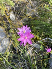 Ixia micrandra