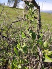 Dioscorea humifusa