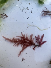 Callithamnion tetragonum