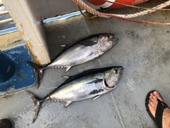 Thunnus atlanticus