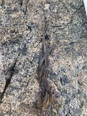 Chordaria flagelliformis