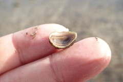 Lepidochitona cinerea