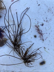 Chordaria flagelliformis