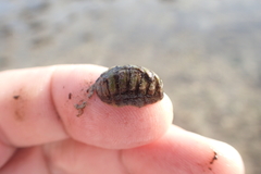 Lepidochitona cinerea