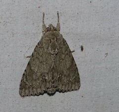 Acronicta immodica