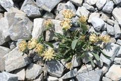 Anthyllis vulneraria alpestris