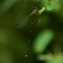 Protosticta gravelyi