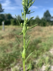 Neolasioptera erigeroni