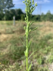 Neolasioptera erigeroni