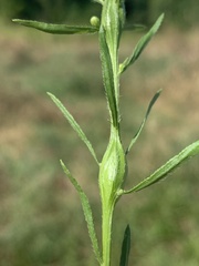 Neolasioptera erigeroni