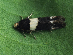 Recurvaria leucatella