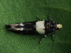 Recurvaria leucatella