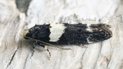 Recurvaria leucatella