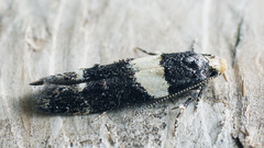 Recurvaria leucatella