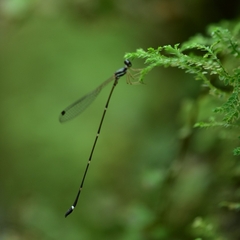 Protosticta gravelyi