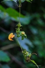 Gonolobus chloranthus