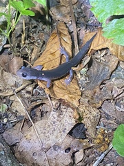 Plethodon montanus