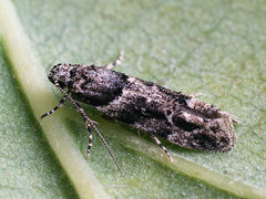 Recurvaria nanella