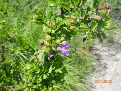 Citharexylum flabellifolium