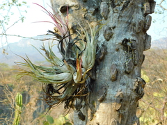 Tillandsia circinnatioides