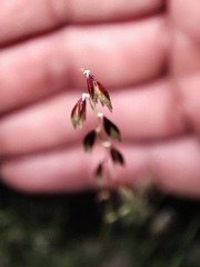 Bouteloua diversispicula