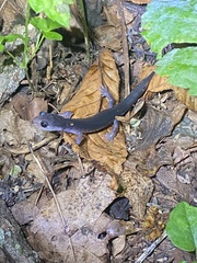 Plethodon montanus