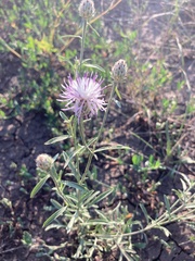 Centaurea pseudomaculosa