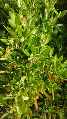 Rhagodia candolleana