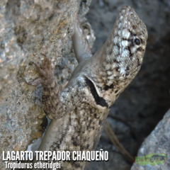 Tropidurus etheridgei