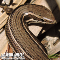Aspronema dorsivittatum