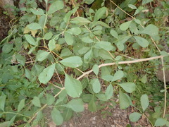 Fraxinus dipetala
