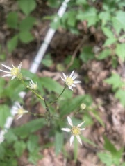 Doellingeria infirma