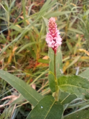 Persicaria amphibia