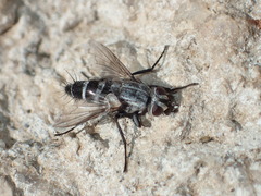 Miltogramminae