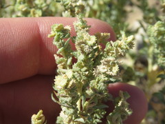 Atriplex elegans