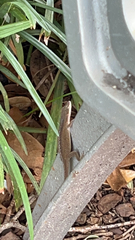 Anolis carolinensis