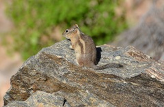 Callospermophilus lateralis lateralis