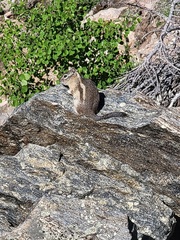 Callospermophilus lateralis lateralis