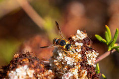 Euodynerus hidalgo
